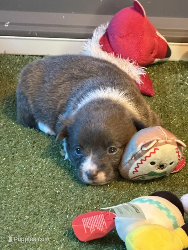 Dolly  – Cardigan Welsh Corgi puppy for sale in Ocilla, GA