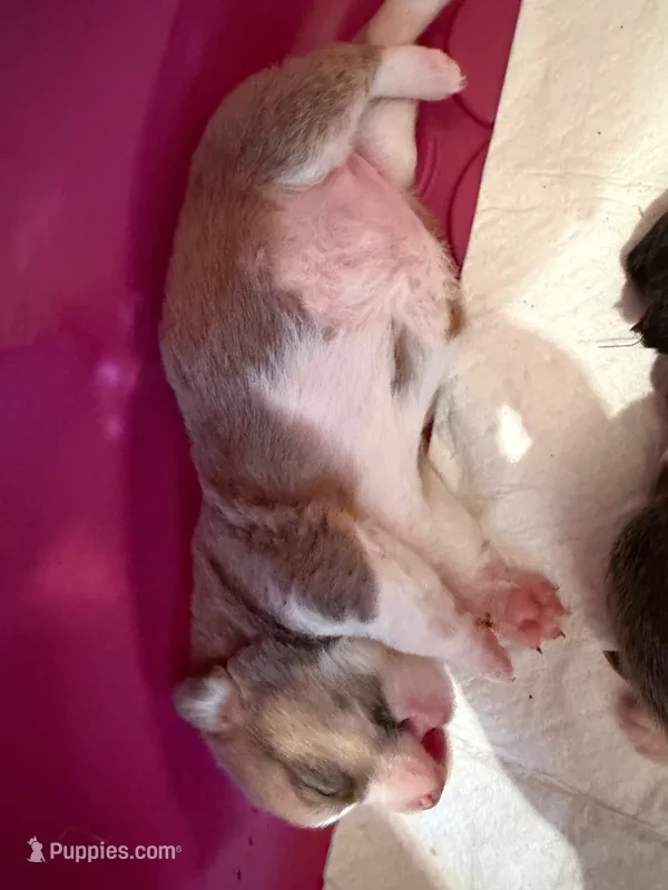 Chloe  – Cardigan Welsh Corgi puppy for sale in Ocilla, GA