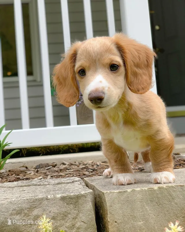 Max – Miniature Dachshund puppy for sale in San Francisco, CA