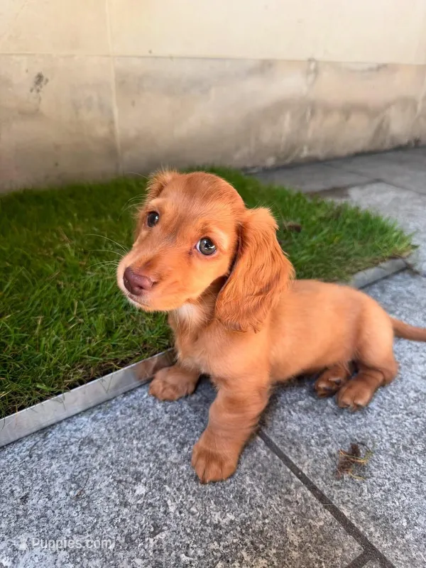 Liza – Miniature Dachshund puppy for sale in San Francisco, CA