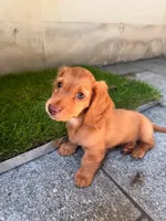 Liza, a female Miniature Dachshund for sale in San Francisco, CA – 1 of 1