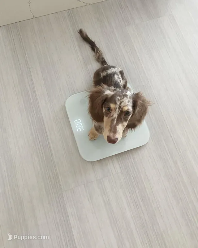Rocky  – Miniature Dachshund puppy for sale in San Francisco, CA