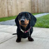 Milo, a male Miniature Dachshund for sale in San Francisco, CA – 1 of 1