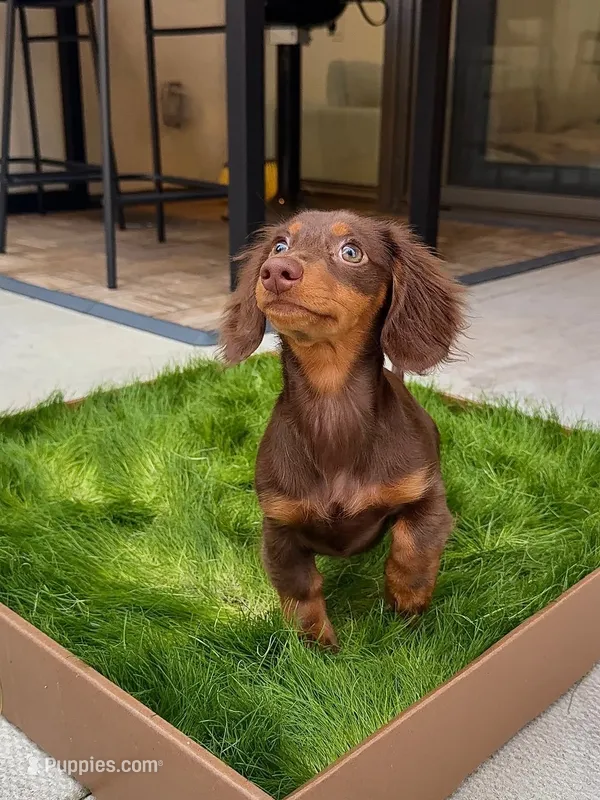 Molly – Miniature Dachshund puppy for sale in San Francisco, CA