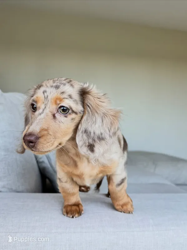 Zara  – Miniature Dachshund puppy for sale in San Francisco, CA