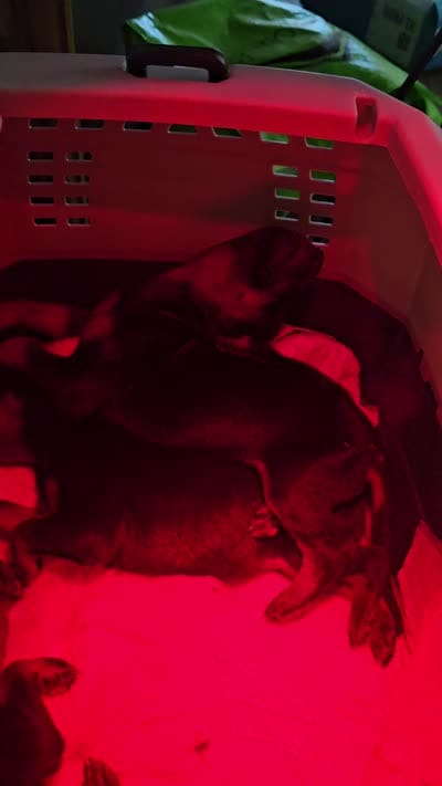 Rolly Male w/ AKC (Limited Registration), a male Doberman Pinscher for sale in Morrison, CO – 4 of 4