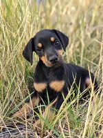 Polly Female w/ AKC Registration, a female Doberman Pinscher for sale in Morrison, CO – 2 of 4