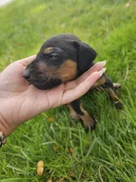 Mochi Female w/ AKC Registration , a female Doberman Pinscher for sale in Morrison, CO – 5 of 6