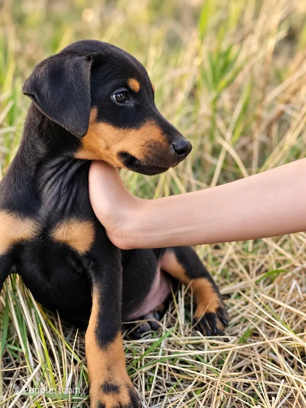 Polly Female w/ AKC Registration – Doberman Pinscher puppy for sale in Morrison, CO
