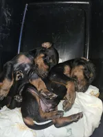 Rolly Male w/ AKC (Limited Registration), a male Doberman Pinscher for sale in Morrison, CO – 2 of 4