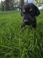 Mochi Female w/ AKC Registration , a female Doberman Pinscher for sale in Morrison, CO – 4 of 6