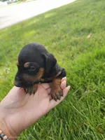Mochi Female w/ AKC Registration , a female Doberman Pinscher for sale in Morrison, CO – 3 of 6