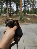 Rolly Male w/ AKC (Limited Registration), a male Doberman Pinscher for sale in Morrison, CO – 3 of 4