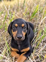Mochi Female w/ AKC Registration , a female Doberman Pinscher for sale in Morrison, CO – 2 of 6