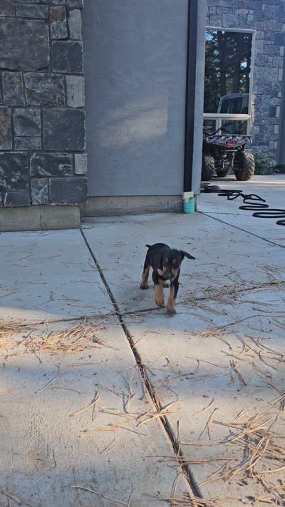 Mochi Female w/ AKC Registration , a female Doberman Pinscher for sale in Morrison, CO – 6 of 6
