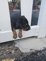 Polly Female w/ AKC Registration, a female Doberman Pinscher for sale in Morrison, CO – 3 of 4