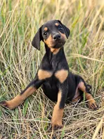 Rolly Male w/ AKC (Limited Registration), a male Doberman Pinscher for sale in Morrison, CO – 1 of 4