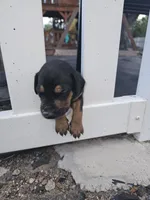 Polly Female w/ AKC Registration, a female Doberman Pinscher for sale in Morrison, CO – 4 of 4