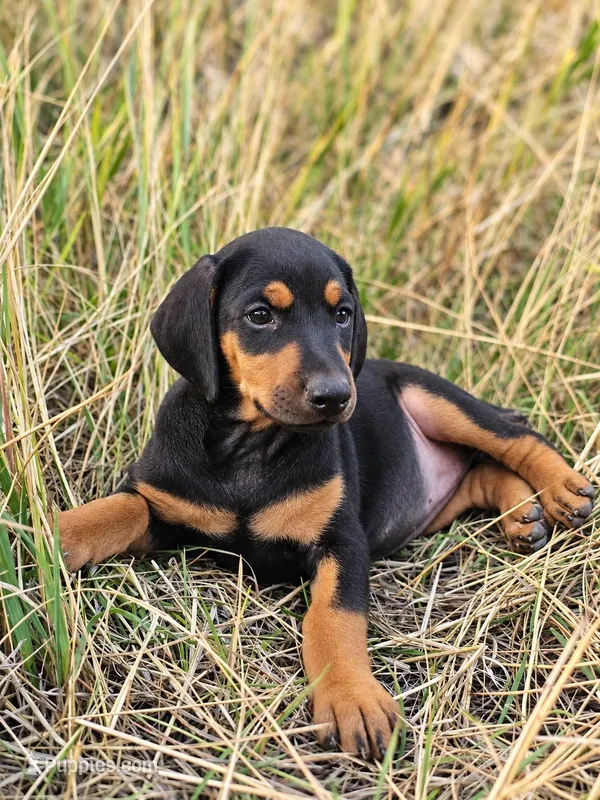 Mochi Female w/ AKC Registration  – Doberman Pinscher puppy for sale in Morrison, CO