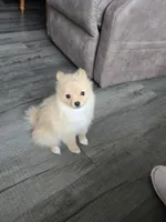 Biscuit, a male Pomeranian for sale in Youngsville, PA – Photo 2 of 4