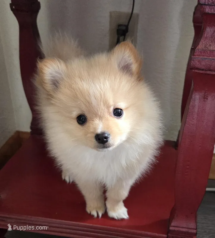 Biscuit – Pomeranian puppy for sale in Youngsville, PA