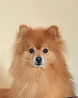 Biscuit, a male Pomeranian for sale in Youngsville, PA – Photo 4 of 4