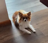 Biscuit, a male Pomeranian for sale in Youngsville, PA – Photo 3 of 4