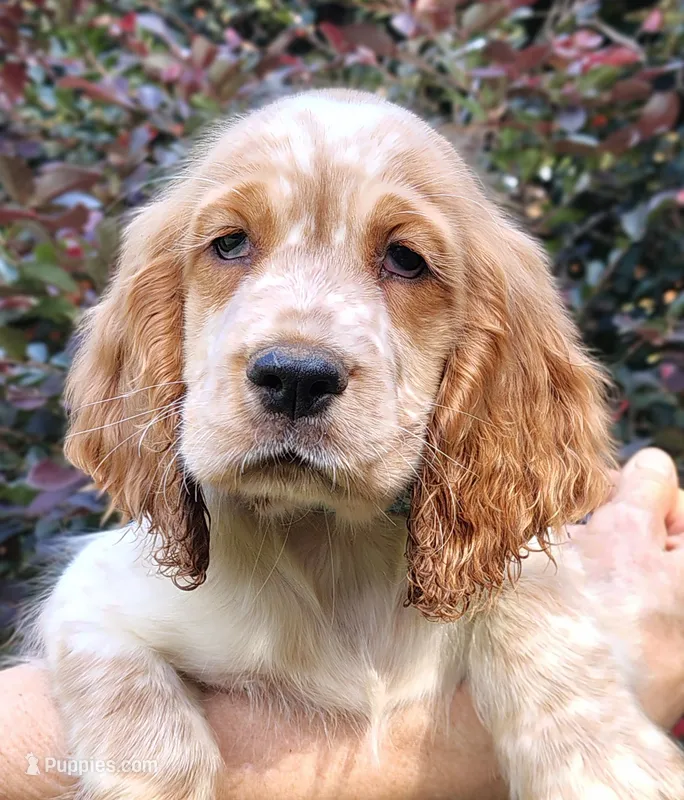 Mama Mia – English Springer Spaniel puppy for sale in Walhalla, SC