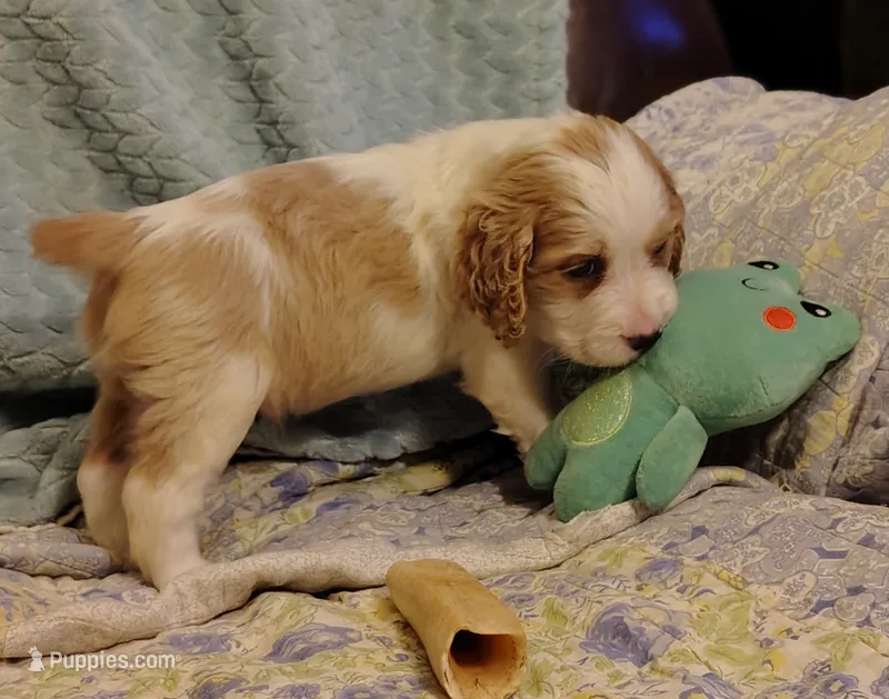 Bumble Bee – English Springer Spaniel puppy for sale in Walhalla, SC