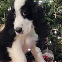 Snoopy, a male English Springer Spaniel for sale in Walhalla, SC – Photo 6 of 8
