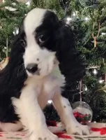 Snoopy, a male English Springer Spaniel for sale in Walhalla, SC – Photo 6 of 8