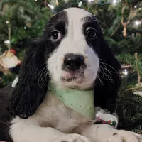 Snoopy, a male English Springer Spaniel for sale in Walhalla, SC – Photo 2 of 8