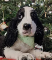 Snoopy, a male English Springer Spaniel for sale in Walhalla, SC – Photo 2 of 8