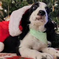 Snoopy, a male English Springer Spaniel for sale in Walhalla, SC – Photo 4 of 8