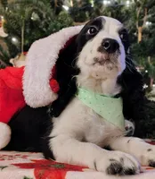 Snoopy, a male English Springer Spaniel for sale in Walhalla, SC – Photo 4 of 8