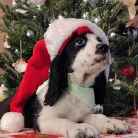 Snoopy, a male English Springer Spaniel for sale in Walhalla, SC – Photo 8 of 8