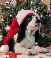 Snoopy, a male English Springer Spaniel for sale in Walhalla, SC – Photo 8 of 8