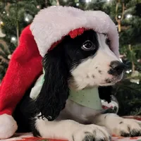 Snoopy, a male English Springer Spaniel for sale in Walhalla, SC – Photo 7 of 8
