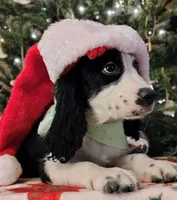 Snoopy, a male English Springer Spaniel for sale in Walhalla, SC – Photo 7 of 8