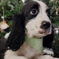 Snoopy, a male English Springer Spaniel for sale in Walhalla, SC – Photo 3 of 8