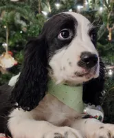 Snoopy, a male English Springer Spaniel for sale in Walhalla, SC – Photo 3 of 8
