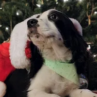 Snoopy, a male English Springer Spaniel for sale in Walhalla, SC – Photo 1 of 8