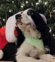 Snoopy, a male English Springer Spaniel for sale in Walhalla, SC – Photo 1 of 8