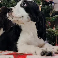 Snoopy, a male English Springer Spaniel for sale in Walhalla, SC – Photo 5 of 8