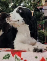 Snoopy, a male English Springer Spaniel for sale in Walhalla, SC – Photo 5 of 8