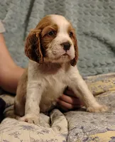 Andante, a male English Springer Spaniel for sale in Walhalla, SC – 8 of 8