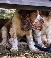 Watson, a male English Springer Spaniel for sale in Walhalla, SC – 9 of 10