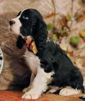 Billy HOLD, a male English Springer Spaniel for sale in Walhalla, SC – Photo 10 of 10