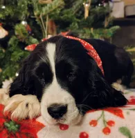 Billy HOLD, a male English Springer Spaniel for sale in Walhalla, SC – Photo 8 of 10