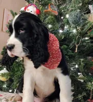 Billy HOLD, a male English Springer Spaniel for sale in Walhalla, SC – Photo 6 of 10
